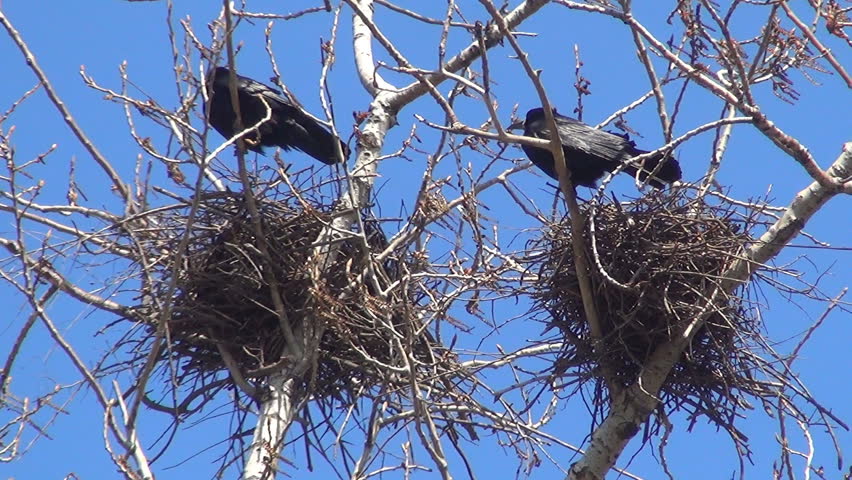 Crows Protecting their Nests, Nestling, Ravens Nursing their Eggs, Black Birds