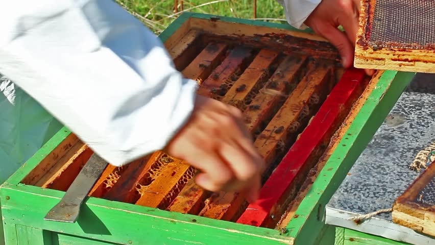 Working apiarist in a spring season