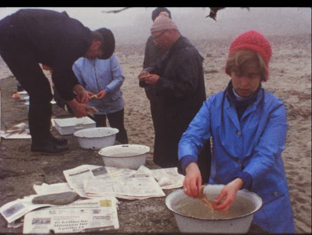 HELGOLAND, GERMANY - CIRCA 1970s: Tourists with starfish in Helgoland, Germany circa 1970s. Vintage 8mm film.