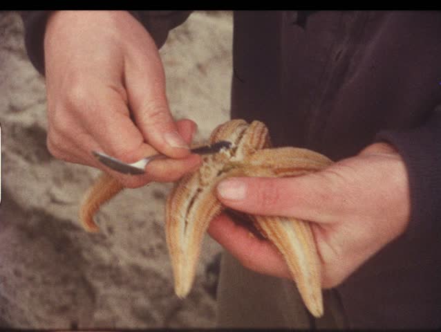 Vintage 8mm film: Starfish, Helgoland, North Sea, 1970s