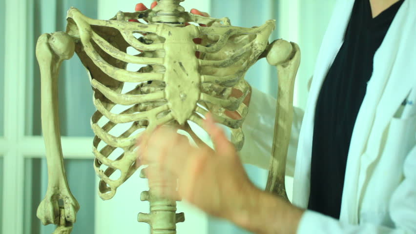 rib cage, doctor explaining or examining.