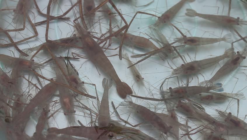 shrimp swimming in water