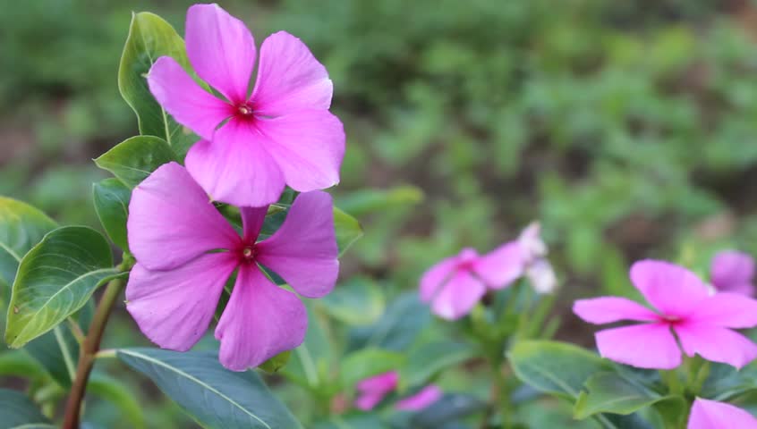 purple flowers