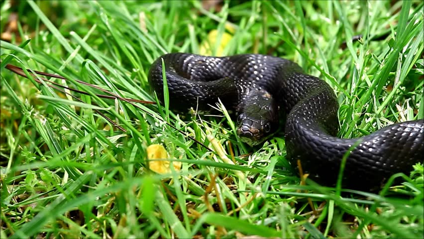 A large Black Rat Snake in the grass