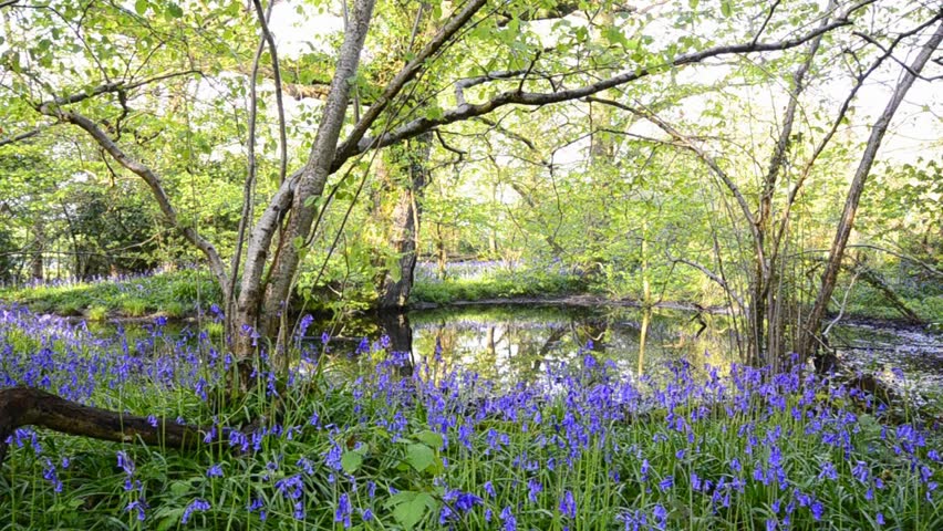 Woodland pond surrounded by bluebells