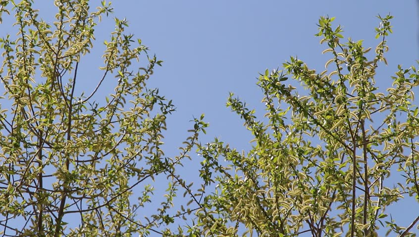 swaying willow branches against the blue sky