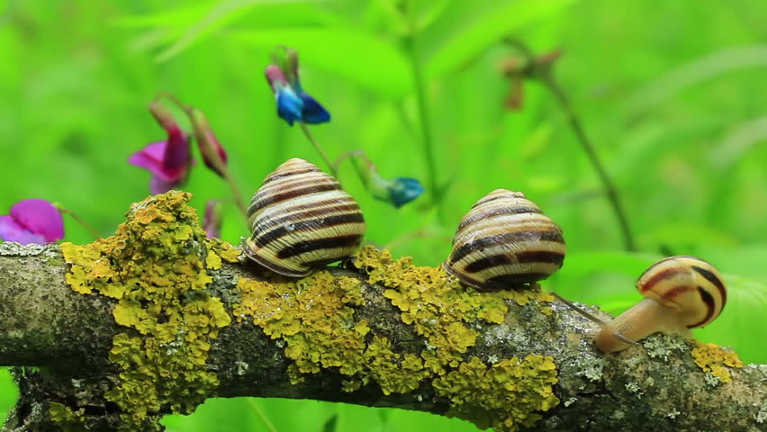 Snail in doubts.Close up. Time lapse