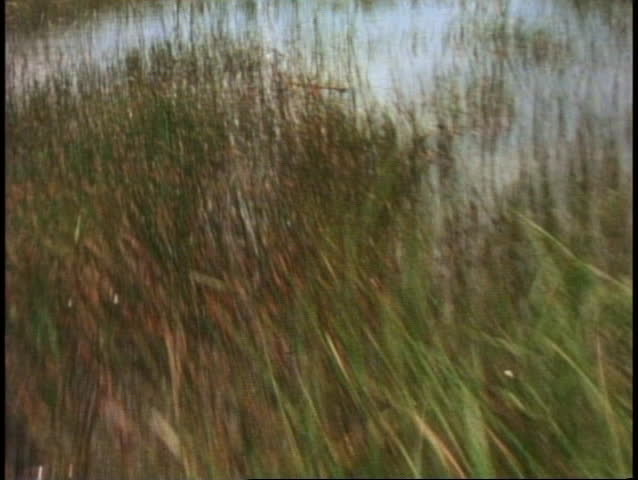 Everglades airboat ride, POV from front of boat sailing out fast over the sawgrass