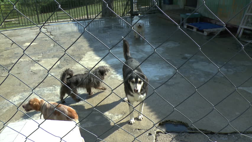 Footage of a cute small white dog at a dog sanctuary