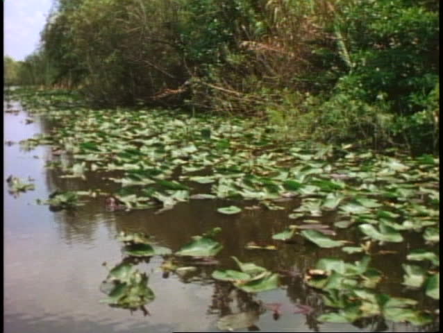 The Everglades, POV boat slowly moving through the swamp with trees, medium