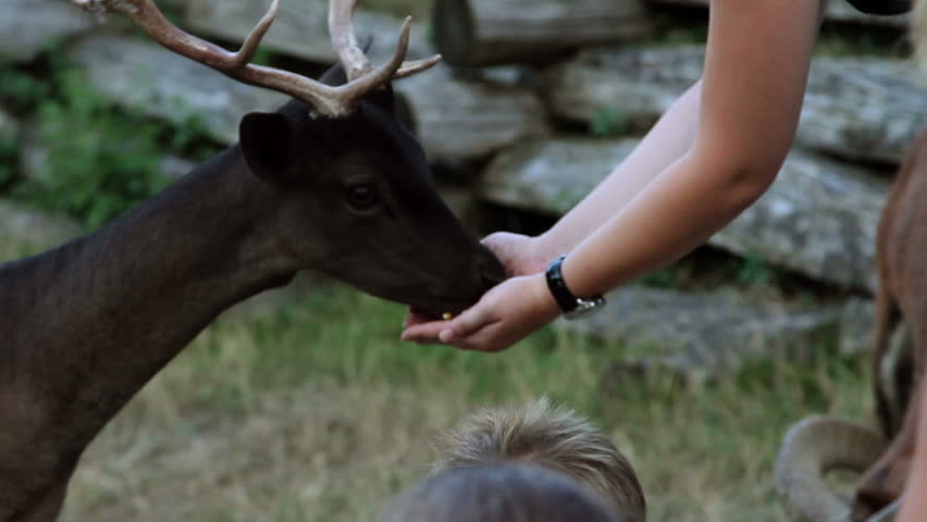Small girl caressing wild deer