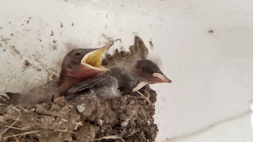 Swallow Chicks Fed in Slow Motion 60p