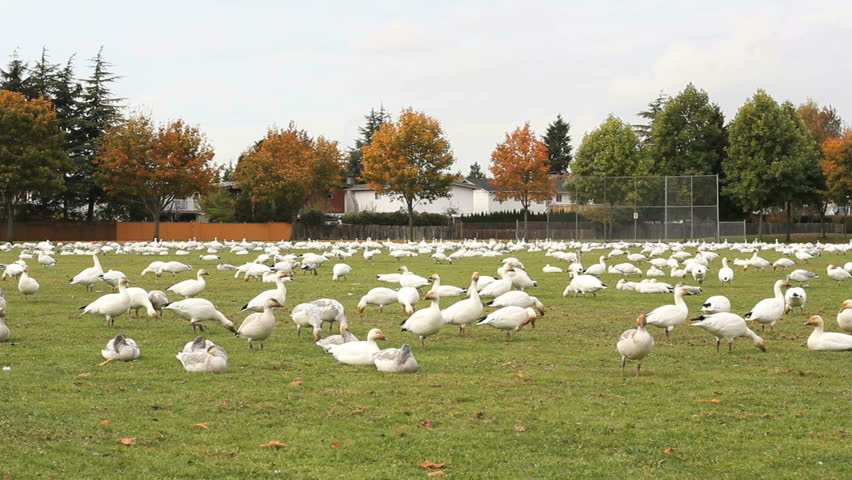 Snowgeese on a Sports Field. A large flock of Snow Geese take over an urban sport field, resting and feeding on the grass. Richmond, British Columbia, Canada near Vancouver.