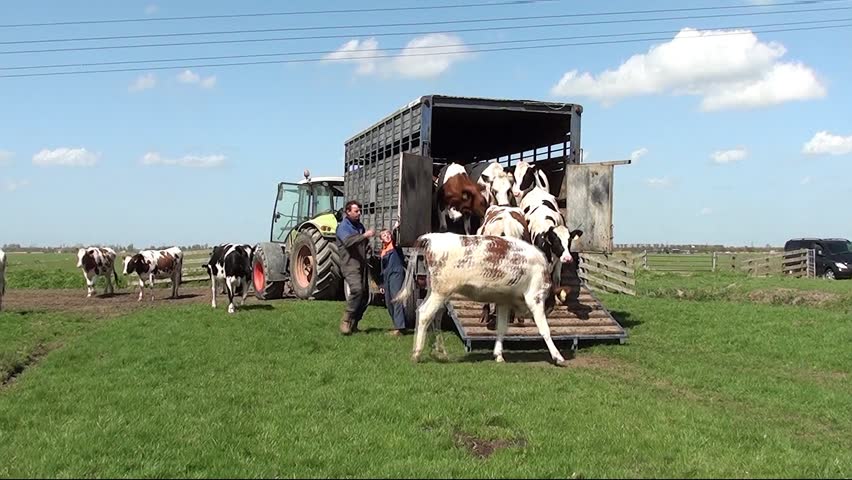 cattle of cows running and jumping in meadow after livestock transport