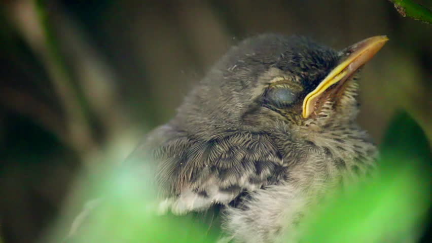 Close up of a very sleepy baby mocking bird
