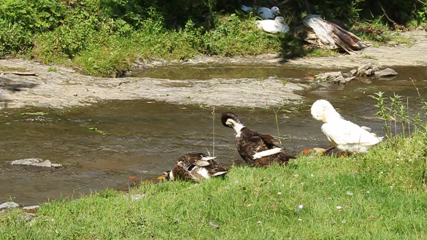 Ducks by river