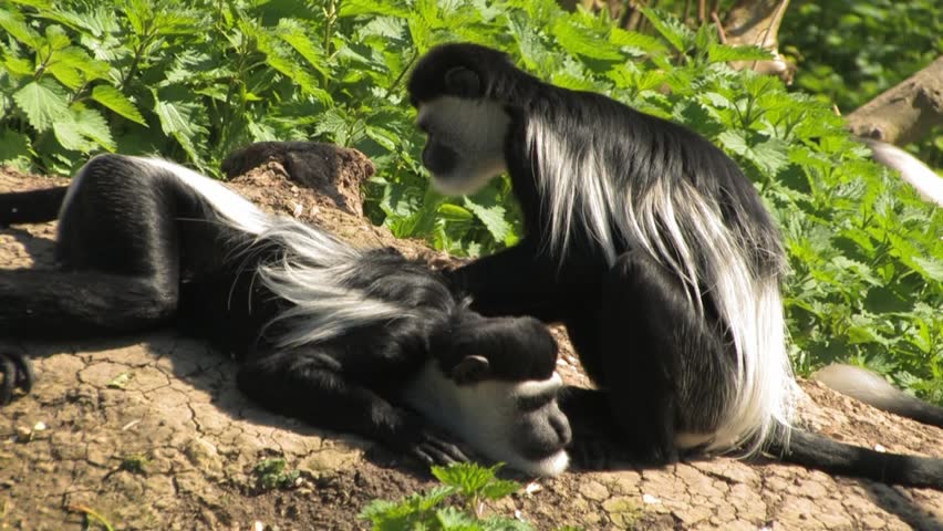 Colobus Monkeys lounging around, MASSAGE Grooming & Preening