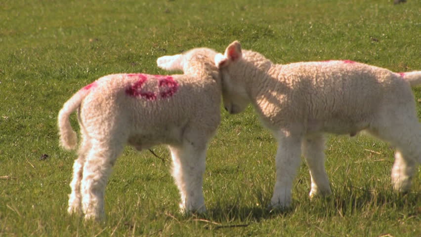Pair of Adorable CUTE Nuzzling Playful LAMBS in a field