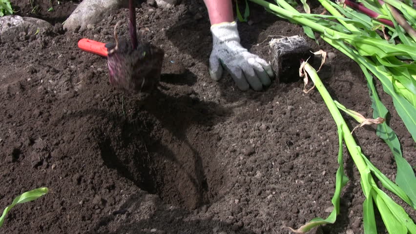 Planting corn/maize