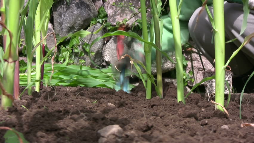 Planting corn/maize