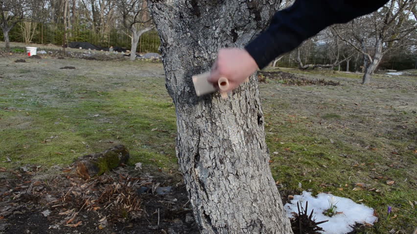 man whitening apple fruit tree trunk bark in garden. protection from pest vermin. first spring works.