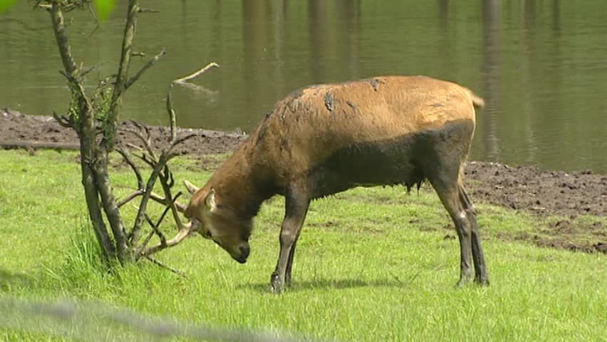Swamp with Pere David's Deer (Elaphurus davidianus) in rut scrubs antlers against tree. Nowadays Pere Davidâs Deer is known only in captivity.
