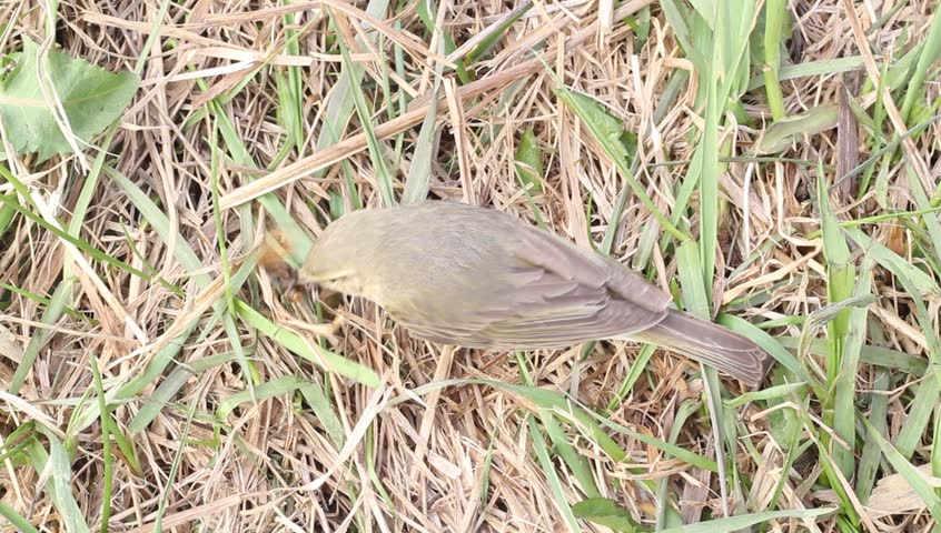 willow warbler eats the caught butterfly