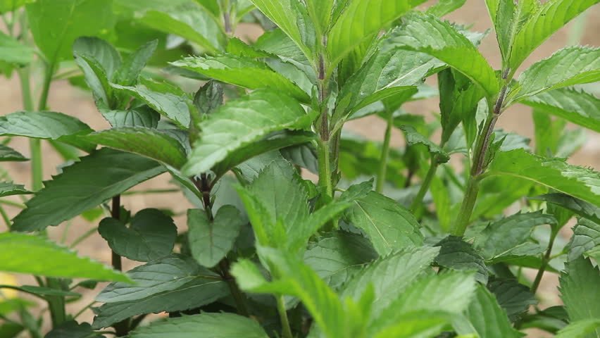 Close-up of hands with scissors cutting fresh mint