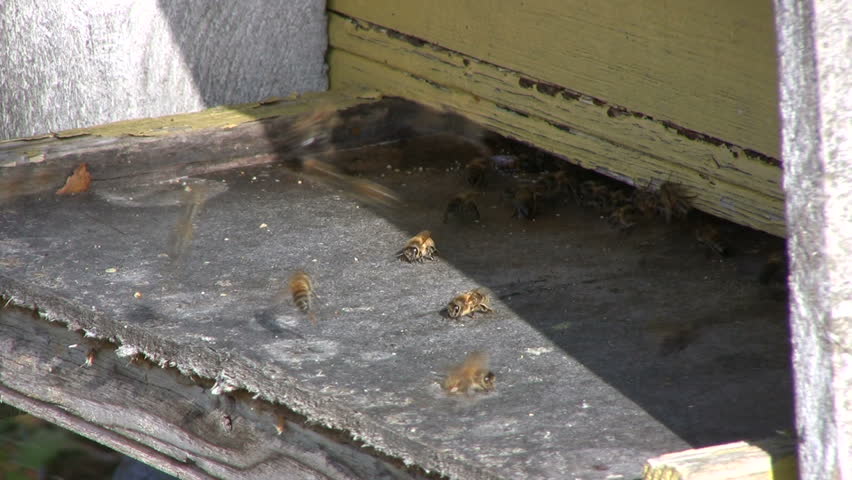 bee flying into the bee hive