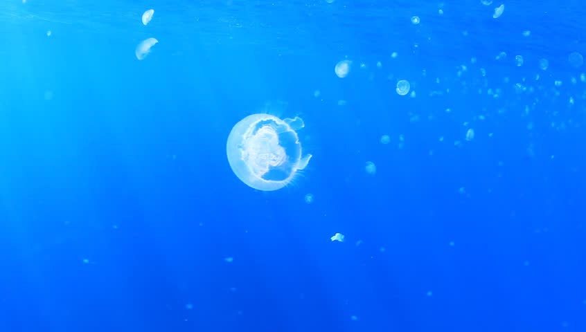 High Definition Video of Moon Jellyfish underwater in ocean