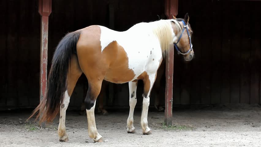Brown And White Horse Standing At Stall Entrance