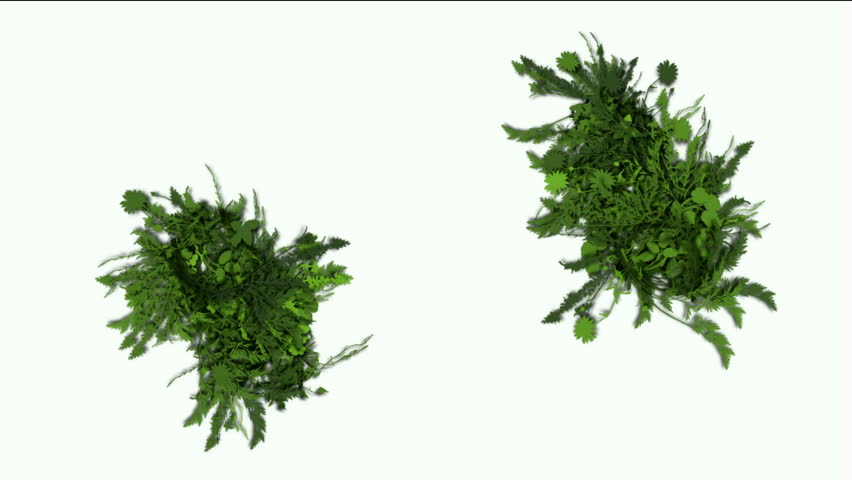 flying group of vine & plant,decoration flower wreath.
