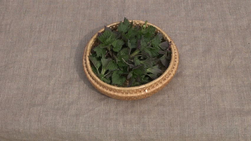 fresh spring time nettle (Urtica dioica)  sprouts medical herb