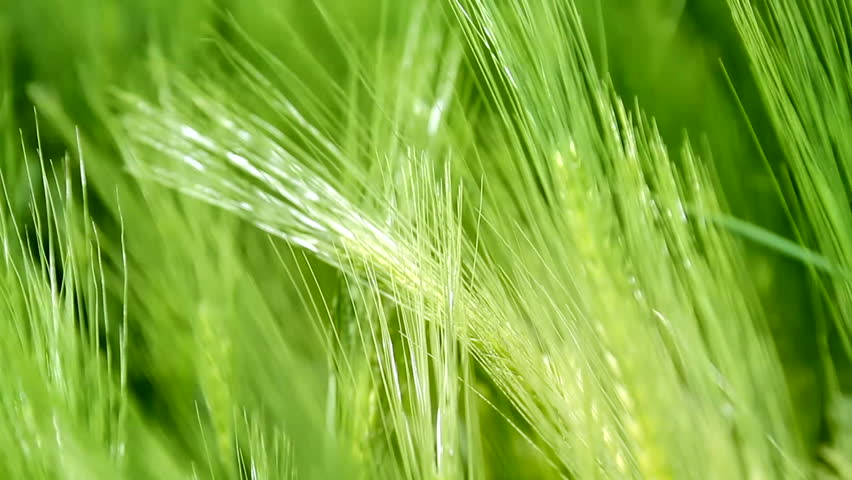 Fresh Wheat Field Waved by Spring Wind Nature Background HD