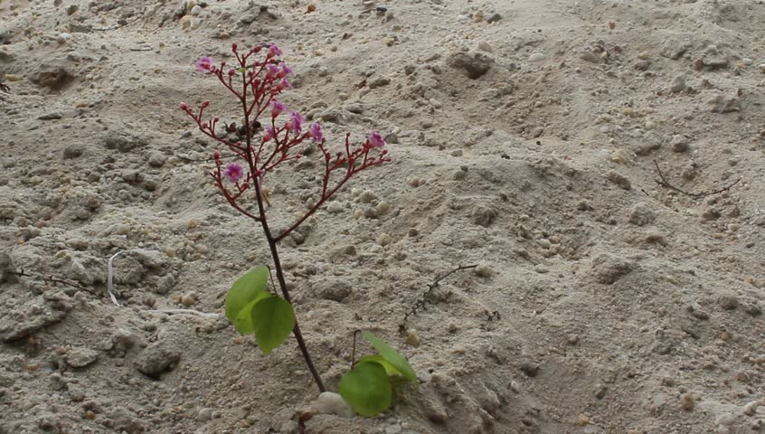purple flowers and wind
