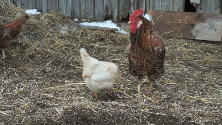 Polite Rooster give food to a hen