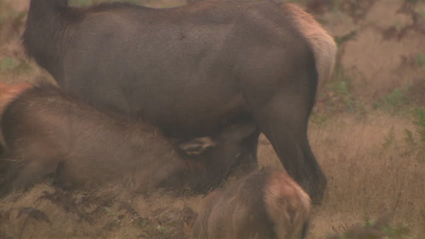 Zoom out, baby elk nursing