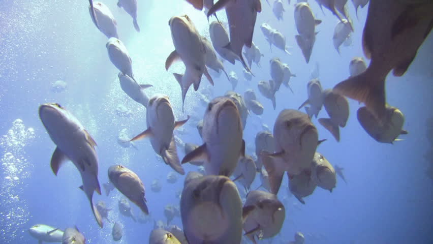 Right in the middle of a HUGE Jack Fish shoal! A large shoal of Jacks cruise past in the Red Sea