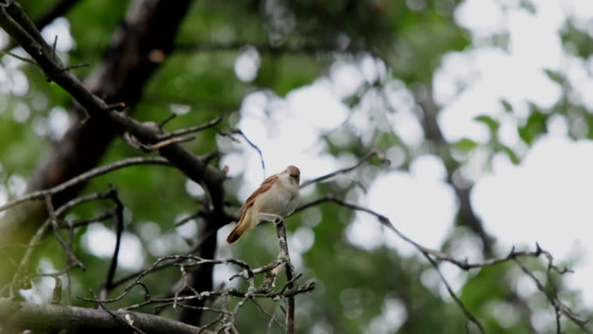 A Nightingale Singing