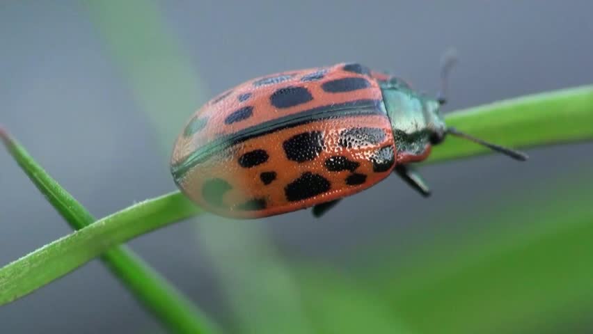 ladybug sitting on leaf