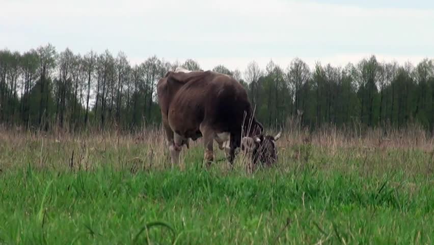 Visit the cow in the meadow