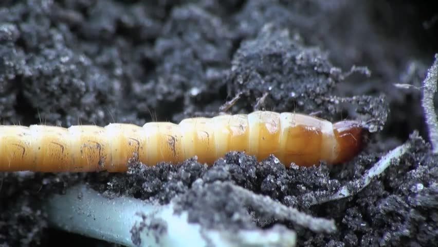 Beetle larva burrows into the ground