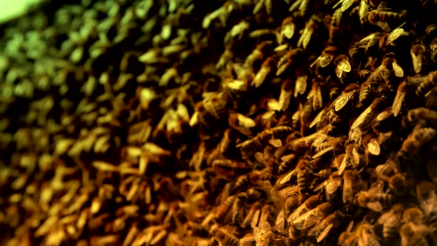 Hard Working Bees Swarming on Honeycomb Stylized Background HD