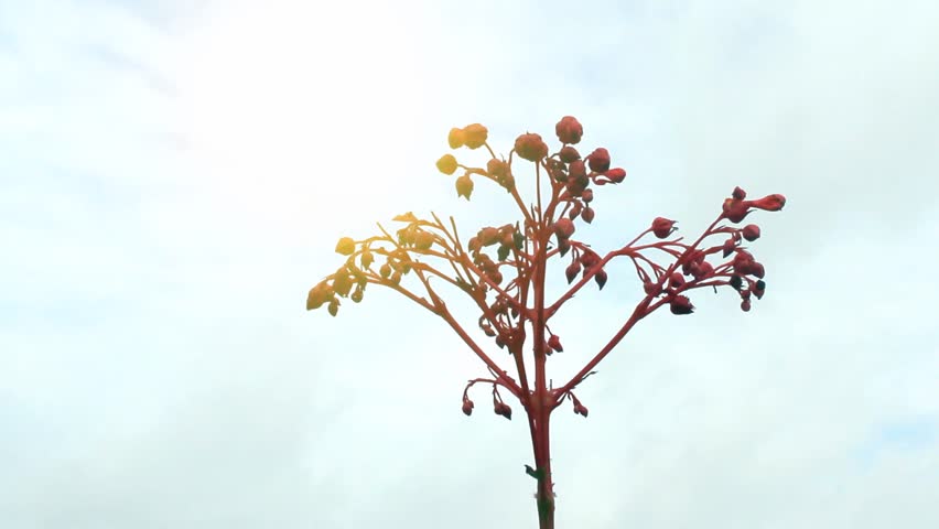 red flower blooming