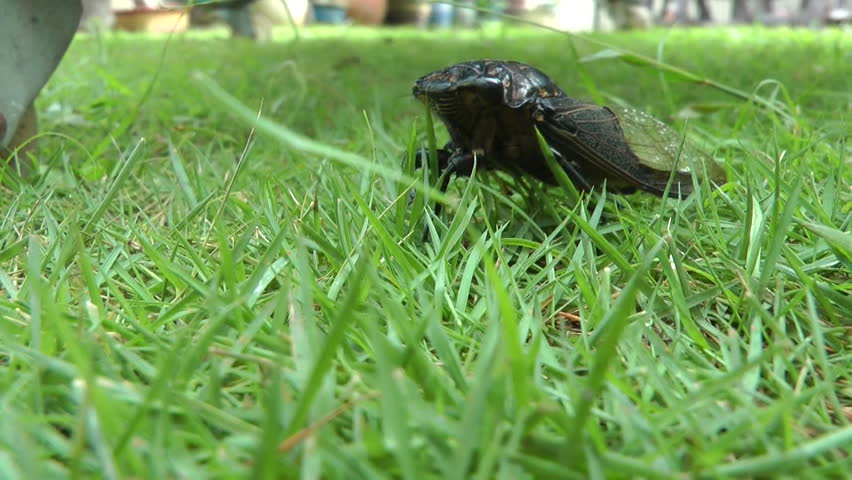 Annual Asian Cicada Close up