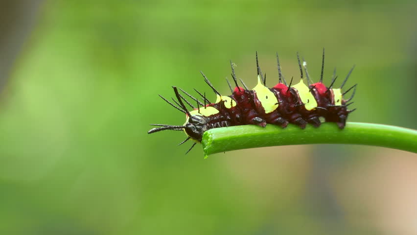 New Lacewing Caterpillar eating Close up