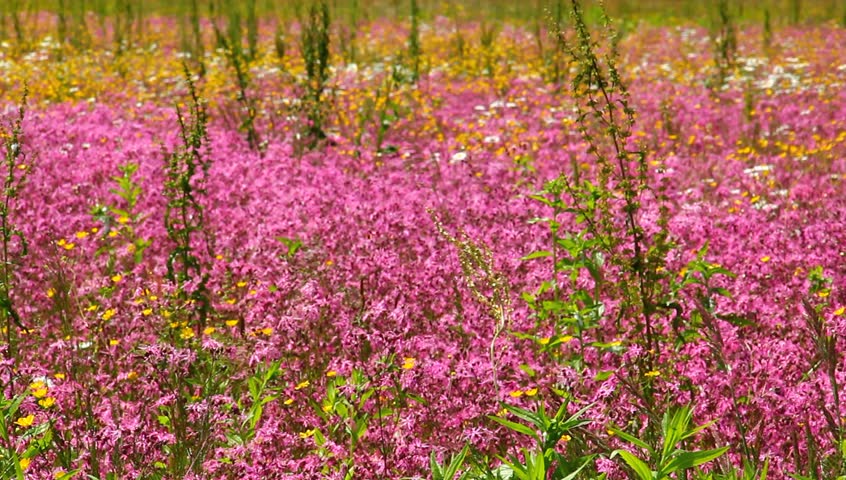 Pasture with colorful pink flowers.