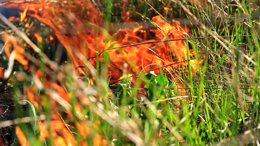 Forest Grass on Fire Agriculture Loss Hot Climate HD