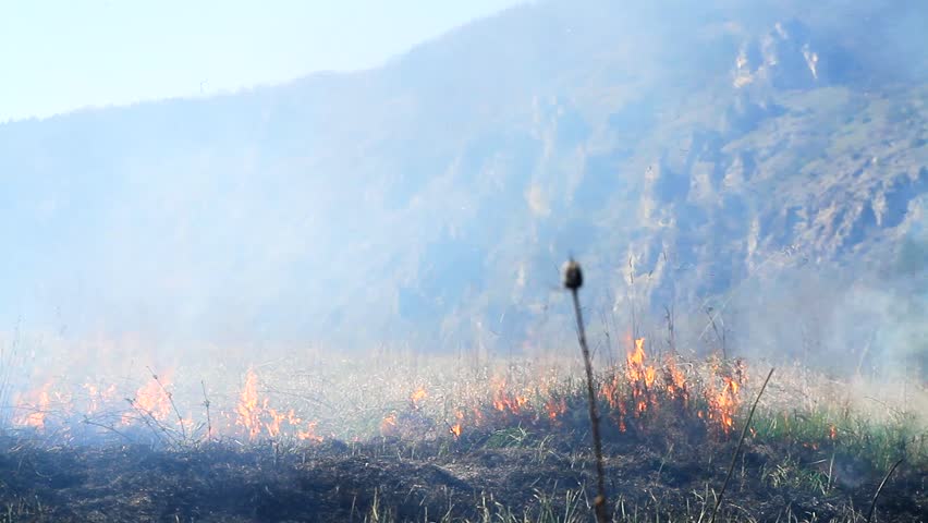 Forest Fire Devastation due to Climate Change Heat Haze Nature Background HD