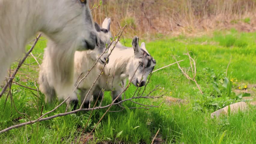  goats family grazing on a field